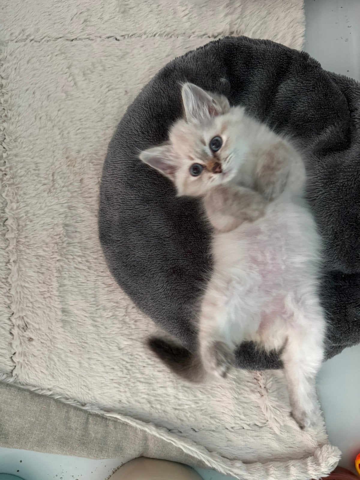 Neva masquerade ( Siberische color point) kitten te koop, Meerdere dieren, Met stamboom, 0 tot 2 jaar