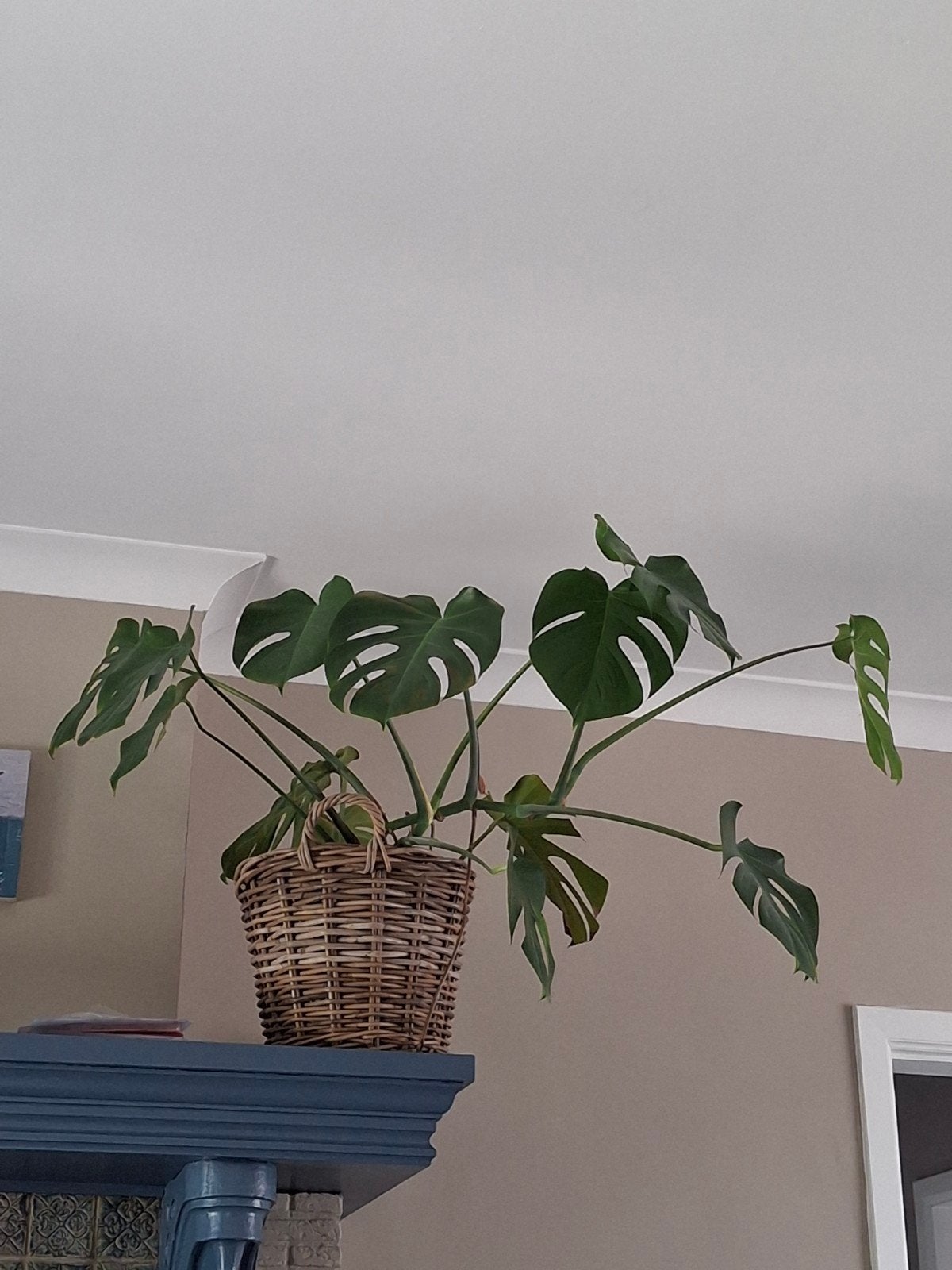 Monstera, Ophalen