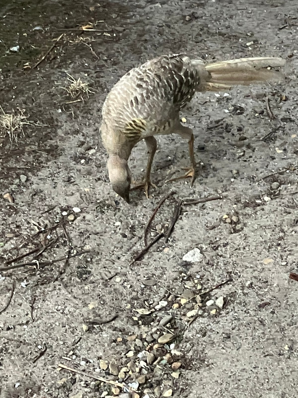 Goudfazant hen , rustige vogel., Dieren en Toebehoren, Vrouwelijk, Overige soorten