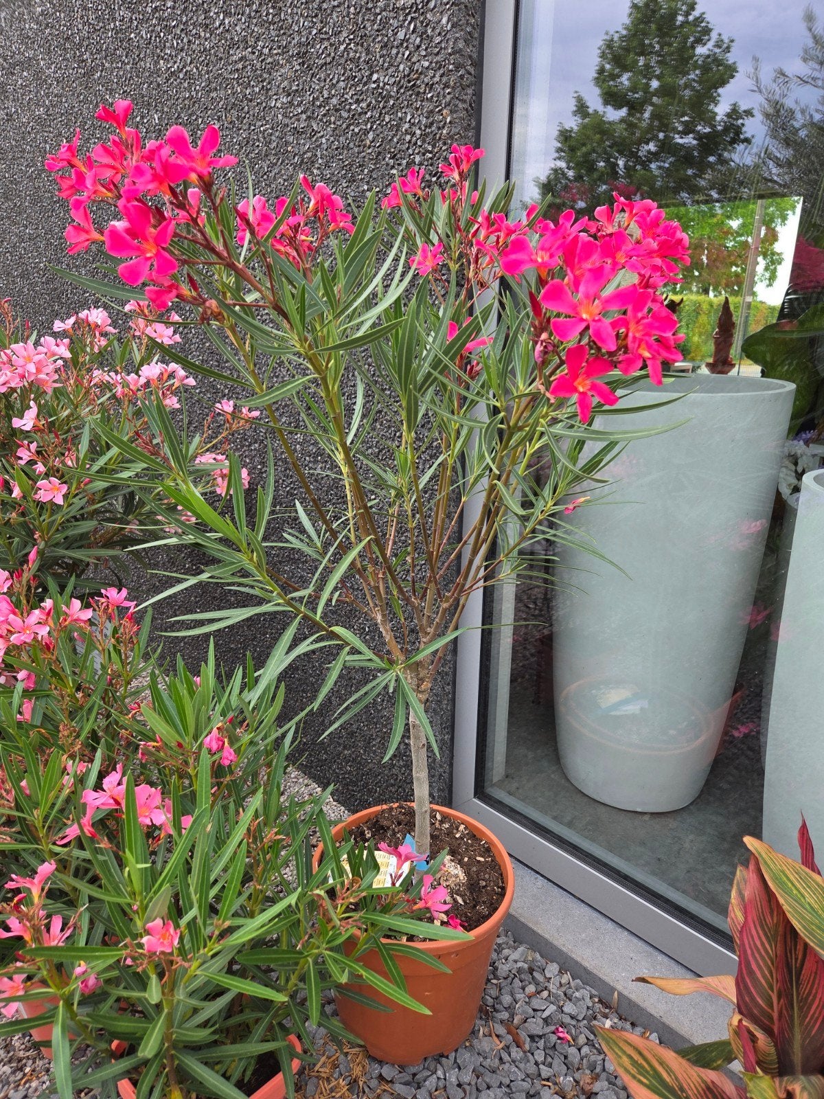 Nerium Oleander op stam, Ophalen
