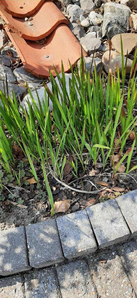 Te Koop: Siergrassen, Tuin en Terras, Ophalen, Siergrassen