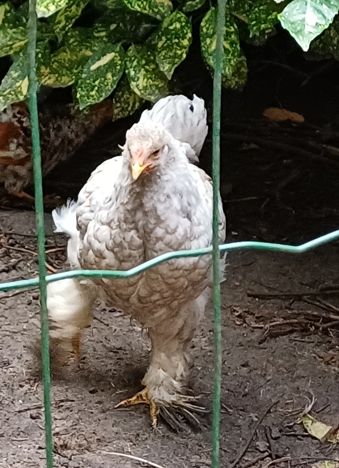 prachtige jonge brahma haan, Dieren en Toebehoren