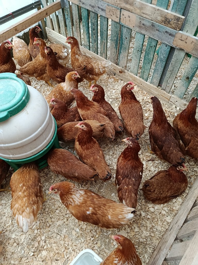 poules pondeuses IMMEDIAT DES ŒUFS 5+1/10+3 GRATUITS, Femelle, Poule ou poulet
