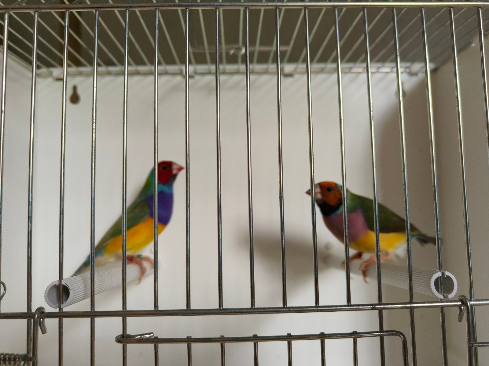 Gouldamadine, Animaux & Accessoires, Oiseaux | Oiseaux Autre, Plusieurs animaux, Oiseau tropical