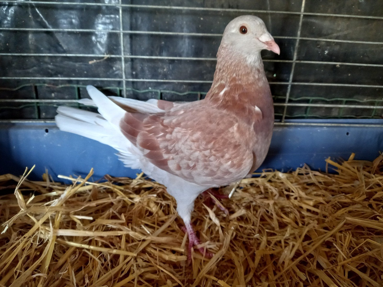 reisduif duivin, Animaux & Accessoires