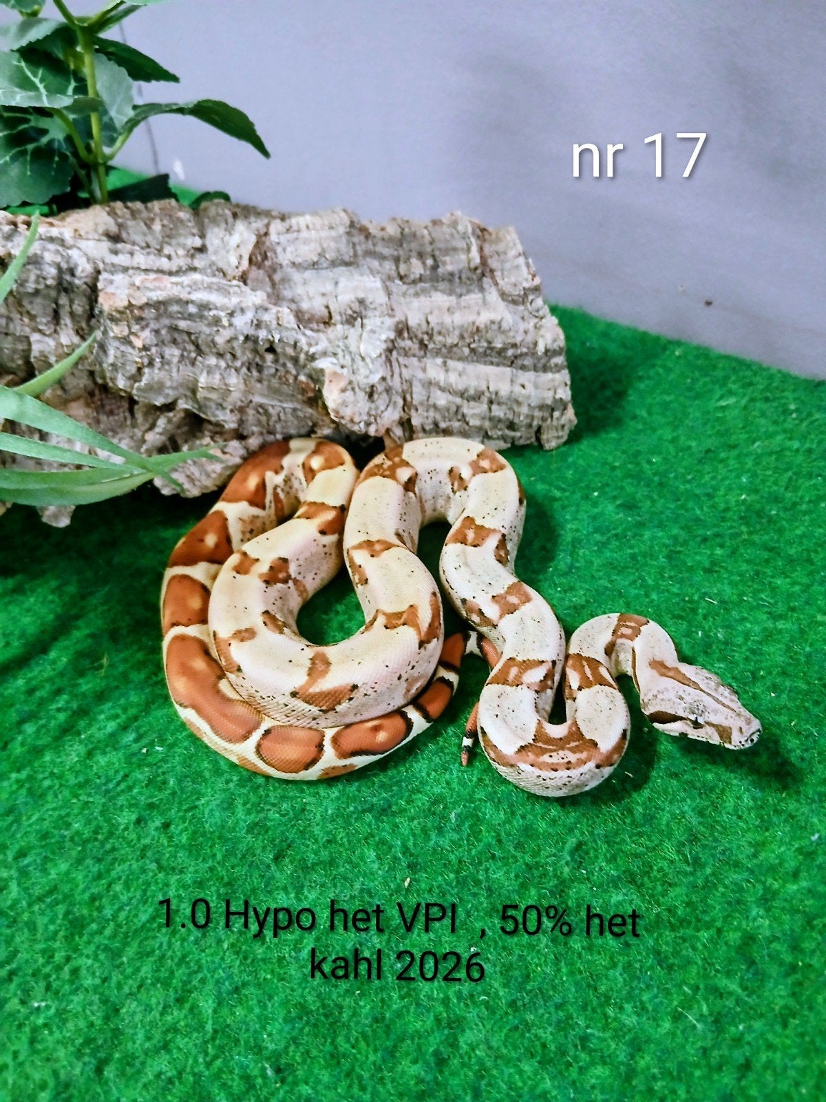 Boa Imperator nakweekjes 2026, Slang, Tam, 0 tot 2 jaar