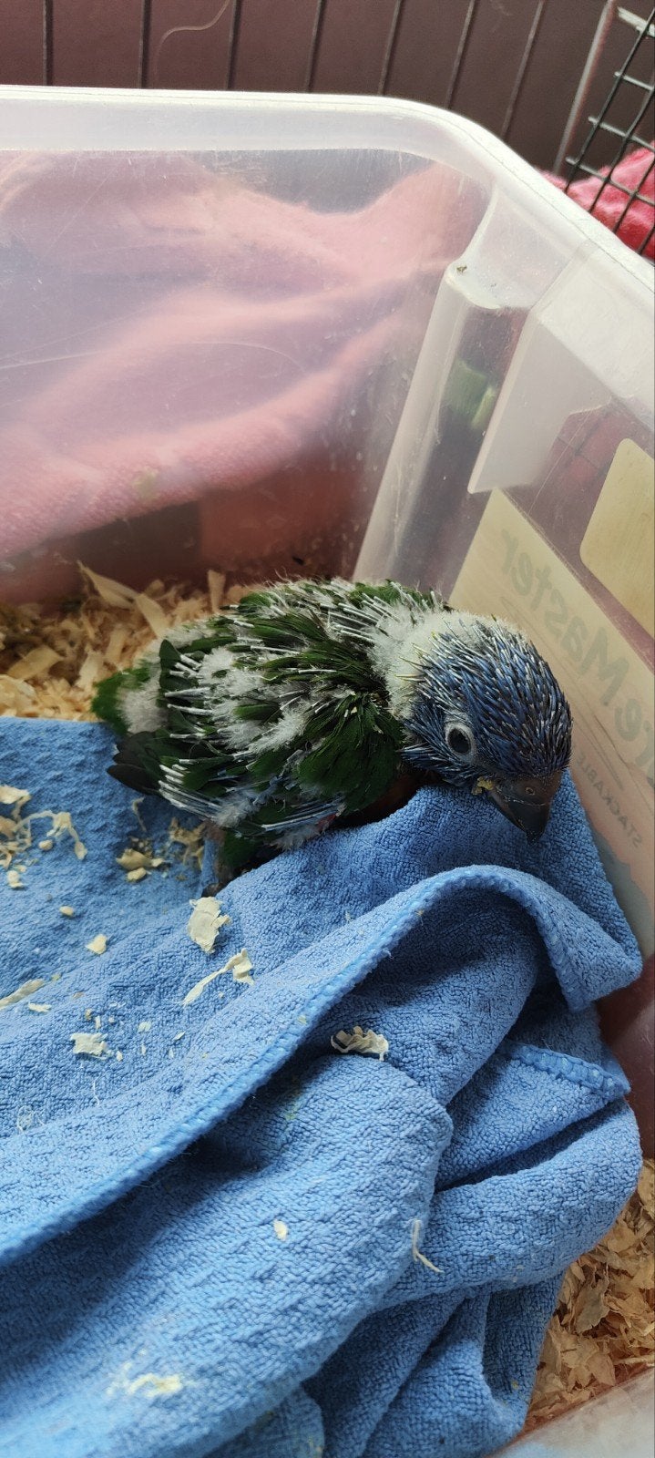 Lorybabys contre les Blue Mountains, Plusieurs animaux, Perroquet, Parleur