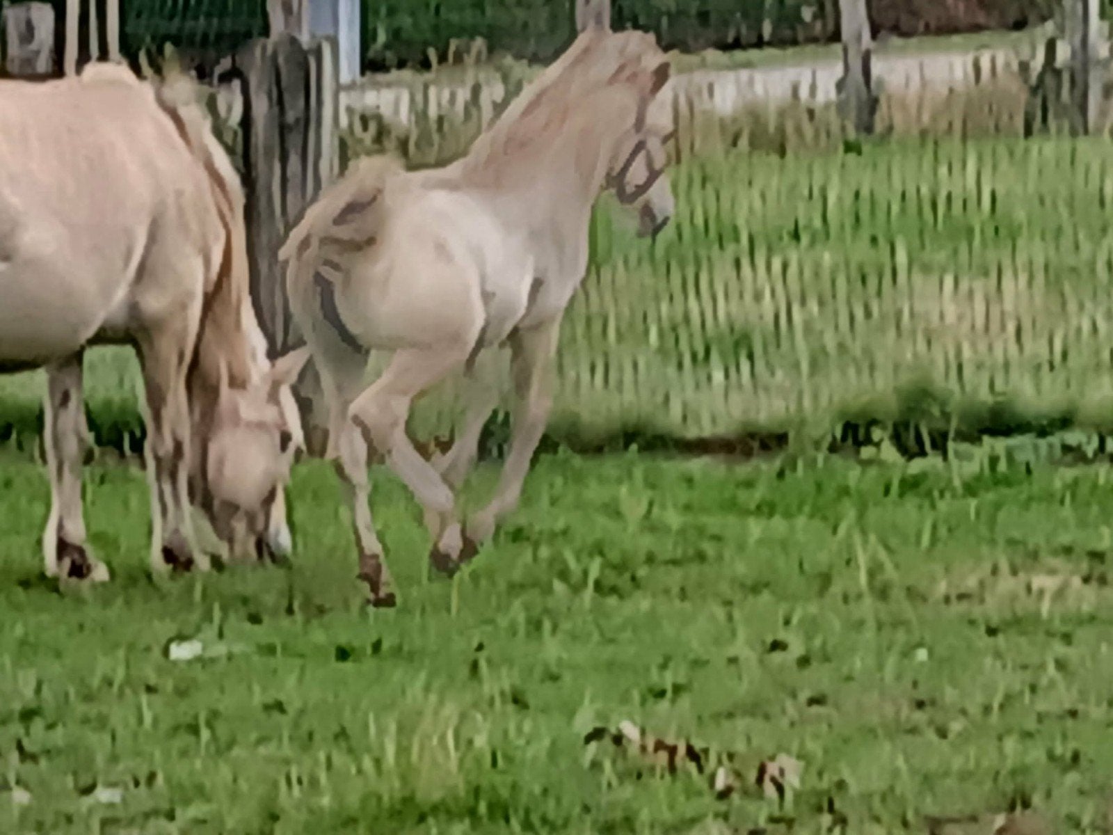 fjorden veulens, Plusieurs animaux, Avec pedigree, 0 à 2 ans