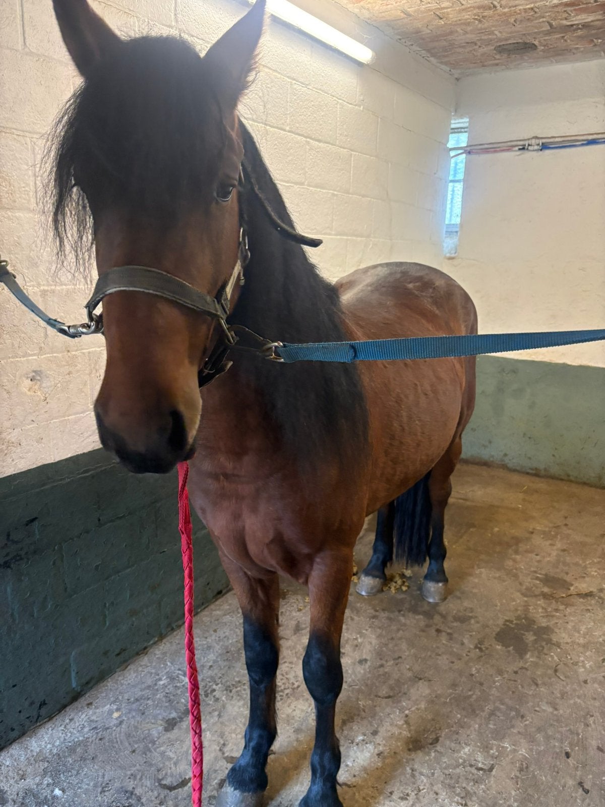 Un poney D de 3 ans super mignon, Animaux & Accessoires, Hongre, Débourré