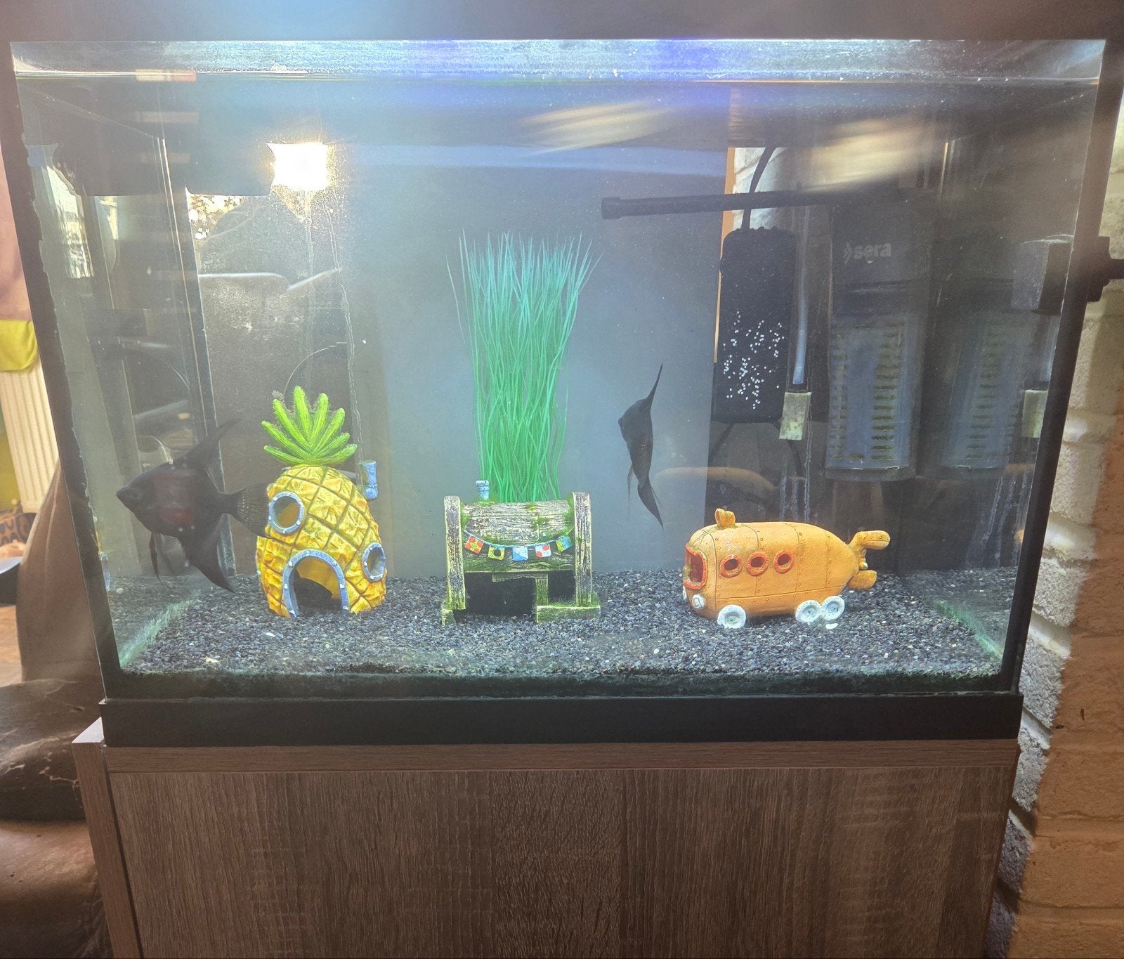 Aquariums, Ophalen, Inclusief vissen, Juwel, Gevuld zoetwateraquarium