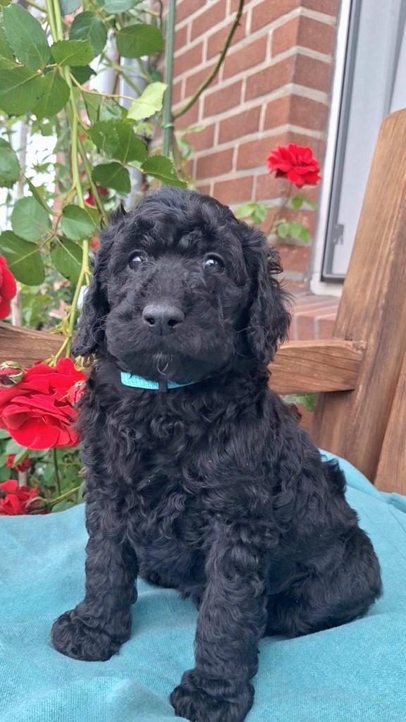 Prachtige Labradoodle pups te koop, Particulier, Autres races, 8 à 15 semaines, Plusieurs