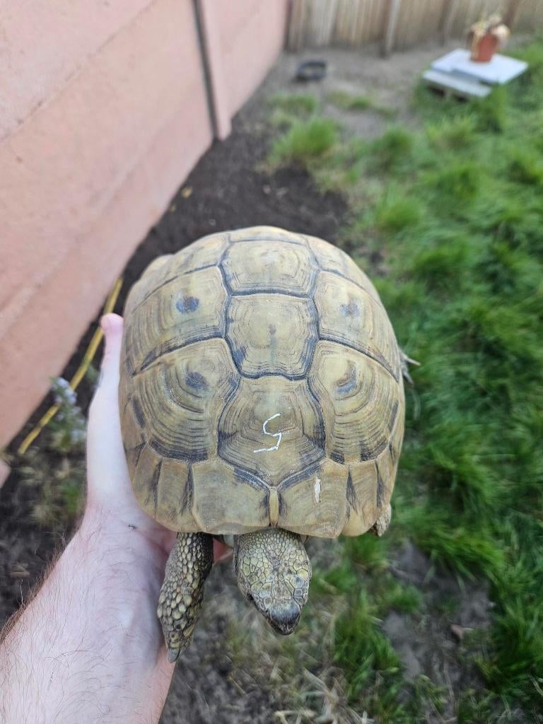 Femelles tortue hermanni boettgeri yellow, Tortue, 11 ans ou plus