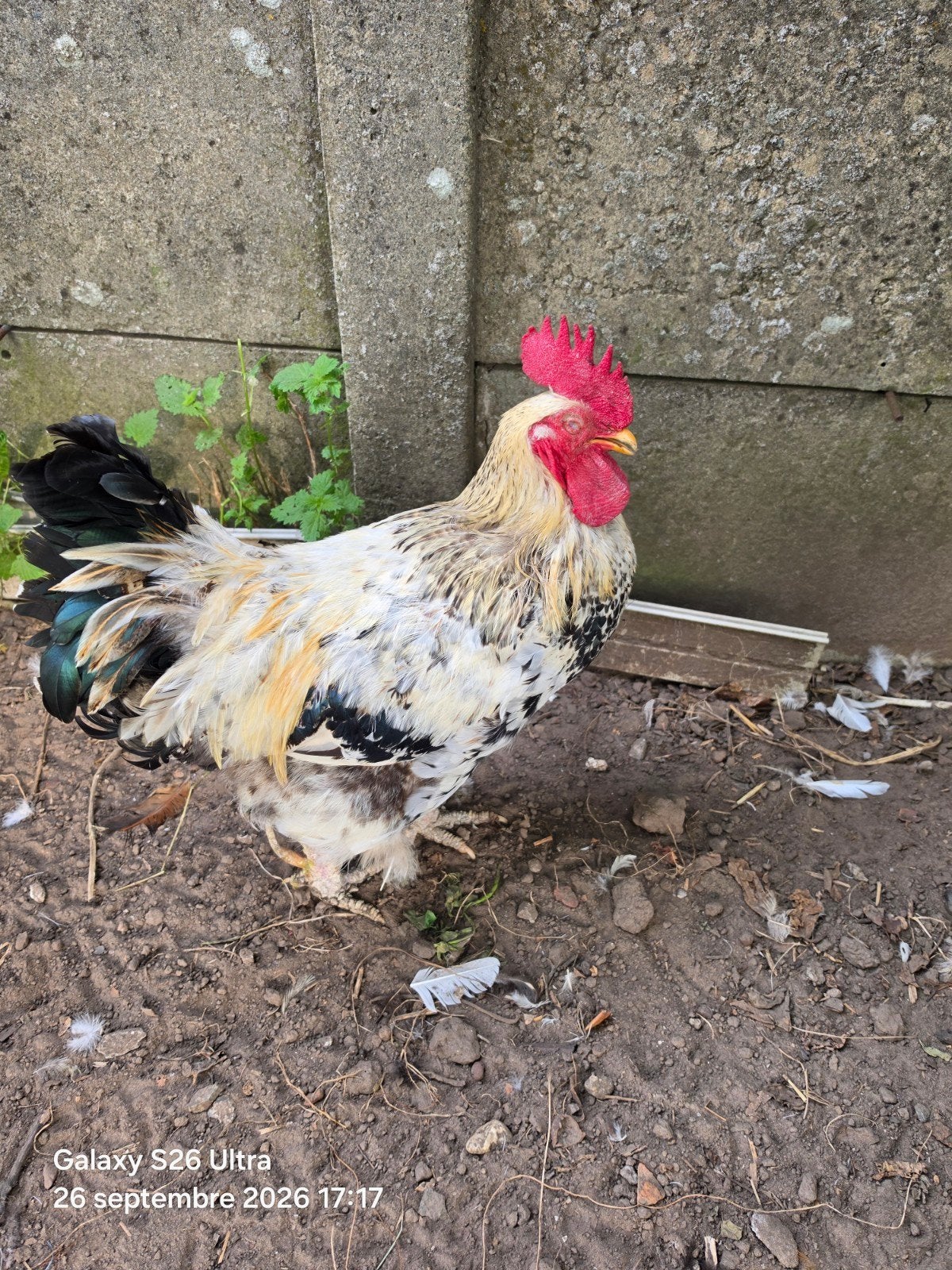 haantje  zeer lief, Dieren en Toebehoren