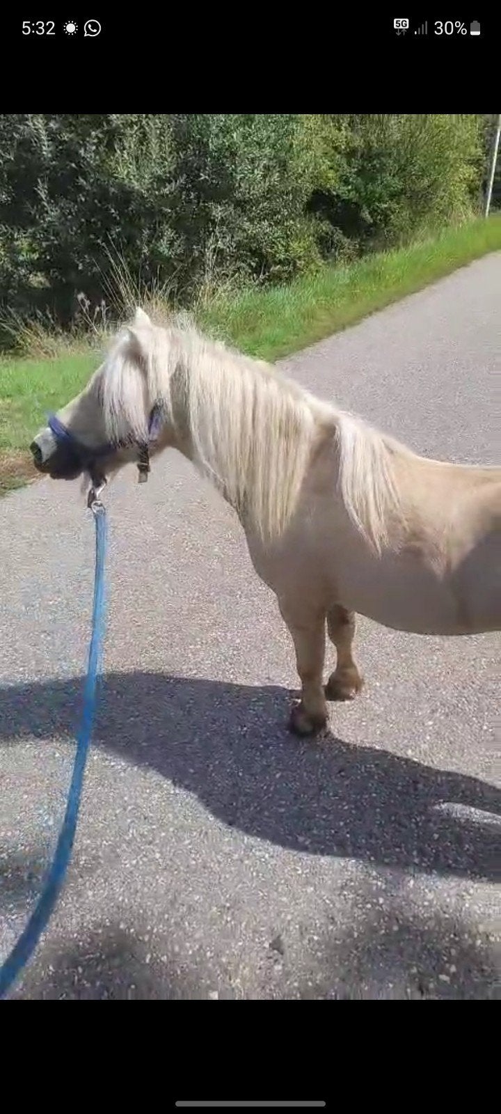 pony zoekt huis, Dieren en Toebehoren, Paarden en Pony's | Overige Paardenspullen, Ophalen