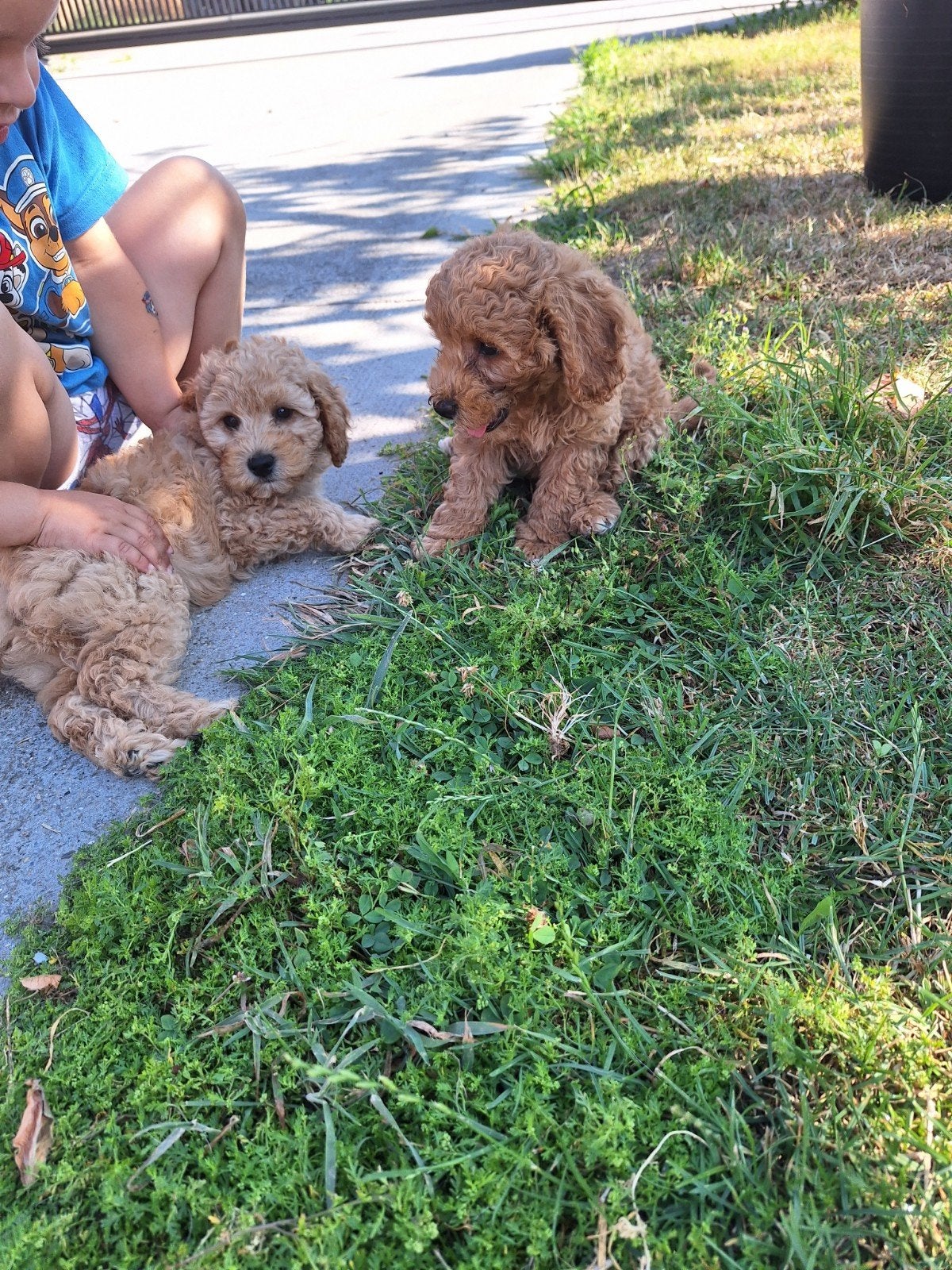 Dwergpoedel pups, Caniche, Belgique, Plusieurs, Hépatite contagieuse (maladie de Rubarth)