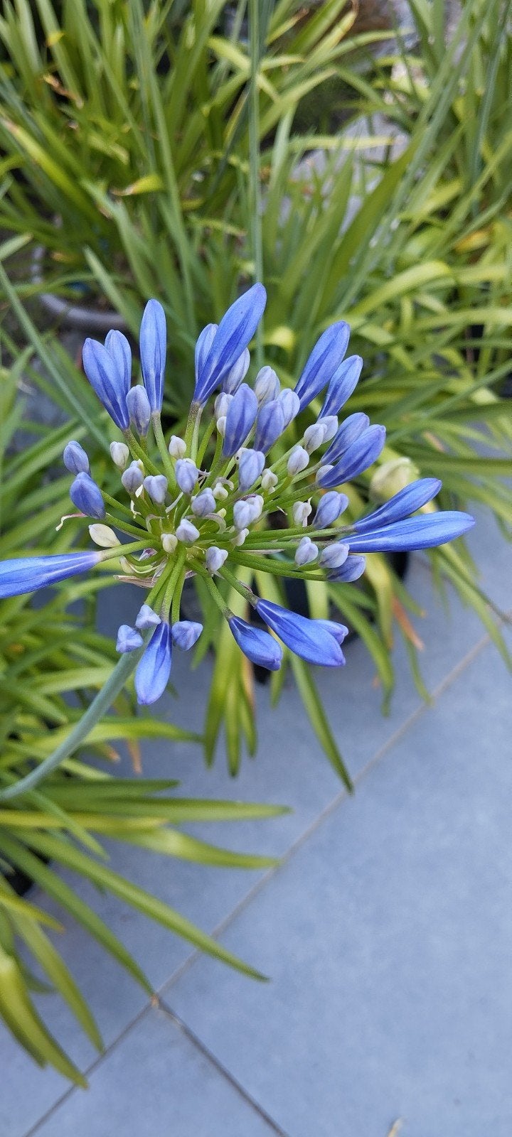 Agapanthus blauwe bloem, Tuin en Terras, Ophalen, Zomer, Vaste plant, Halfschaduw