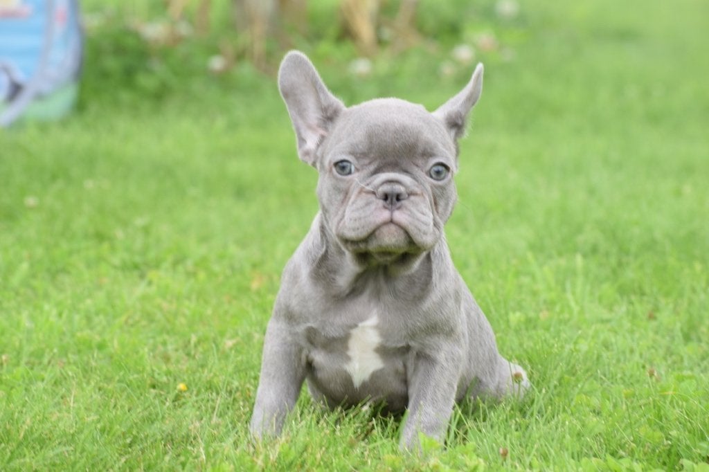 Franse bulldog pup verschillende kleuren, België, 15 weken tot 1 jaar, Meerdere, Meerdere dieren
