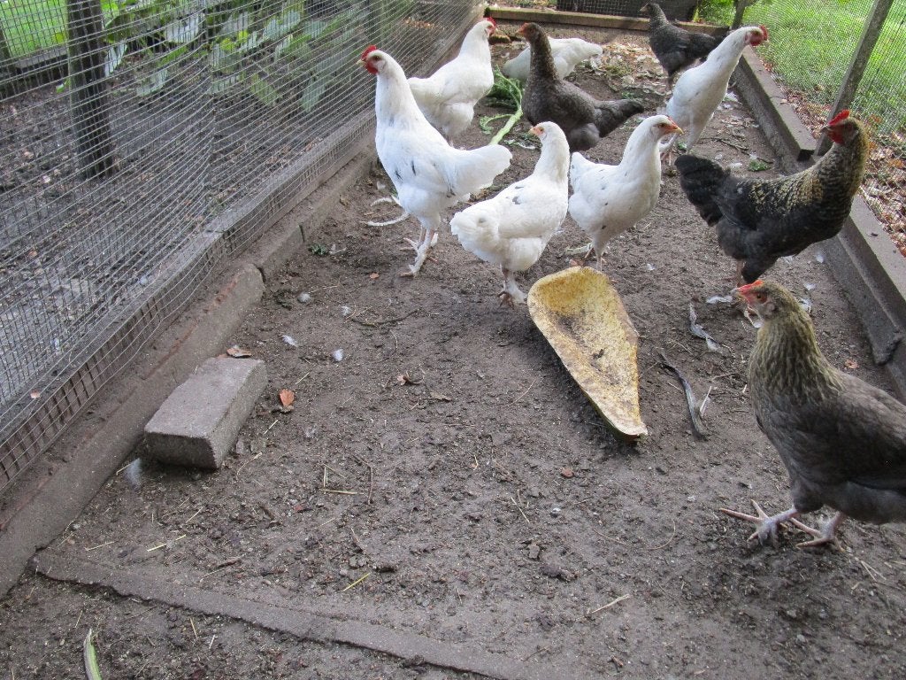 jonge kippen, Plusieurs animaux, Poule ou poulet