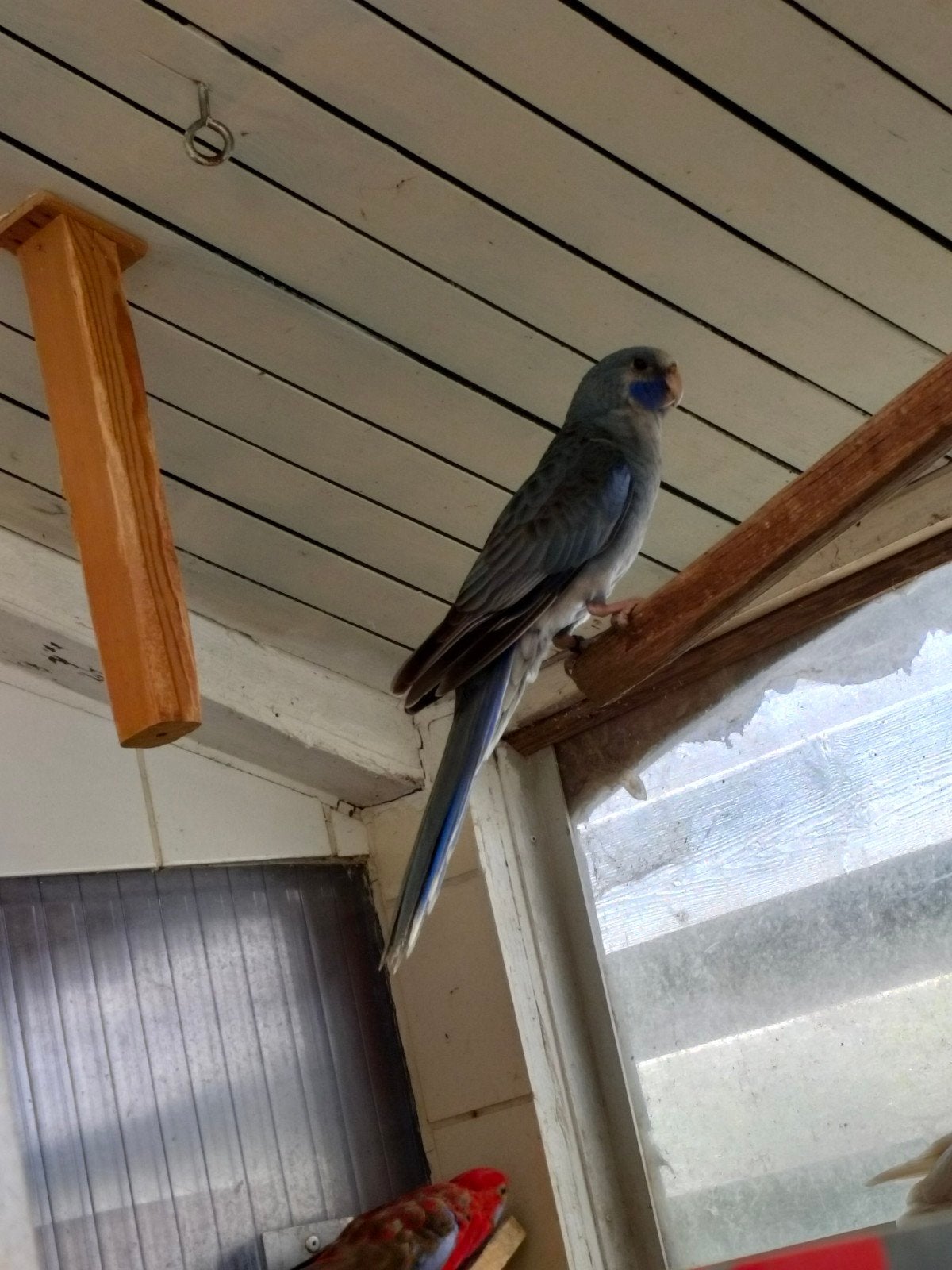 Blauwe pennant, Bagué