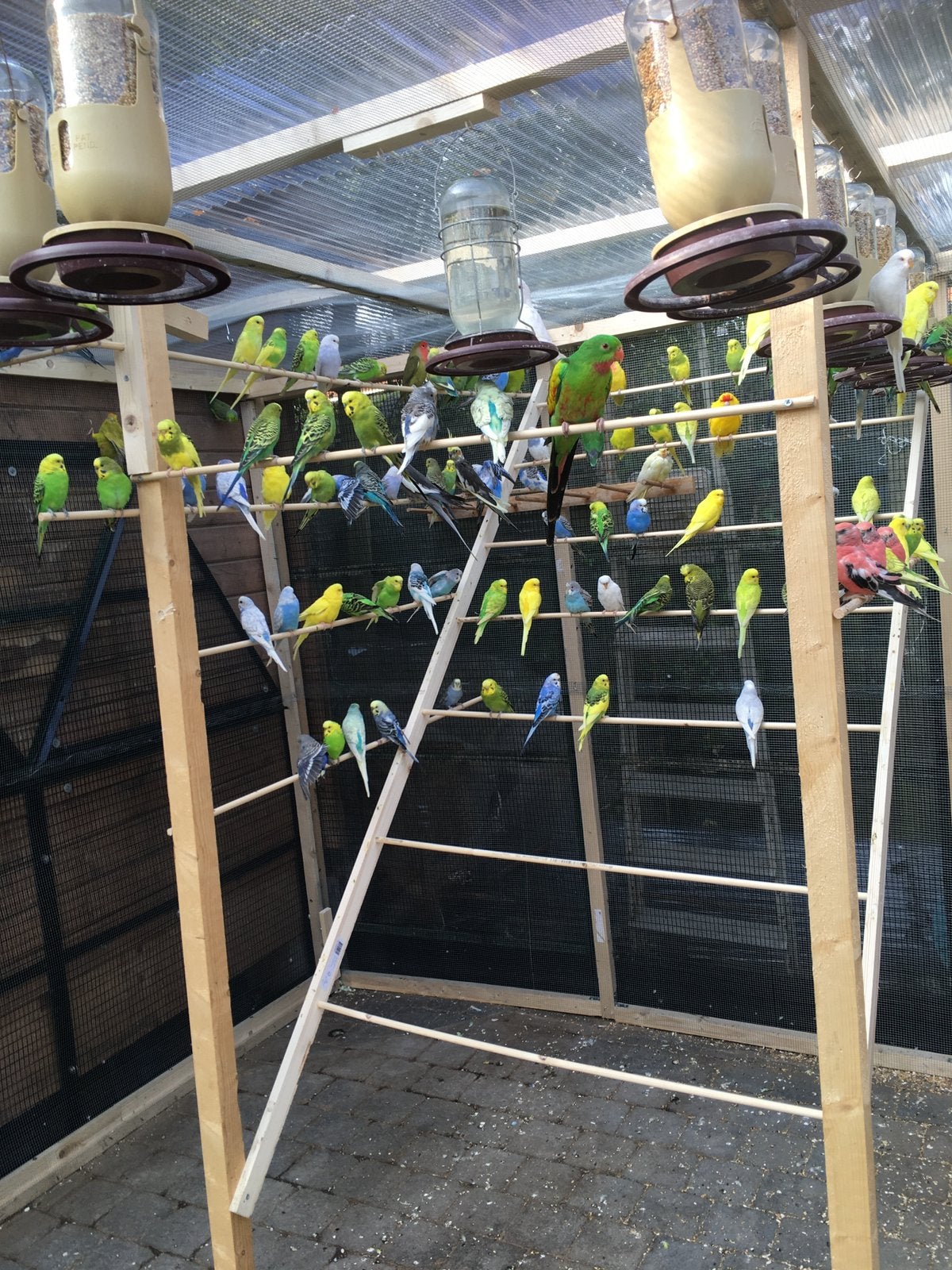 KWALITEIT  KWEEKKOPPELS GRASPARKIETEN VANAF 20 EURO/KOPPEL, Animaux & Accessoires, Oiseaux | Perruches & Perroquets, Perruche