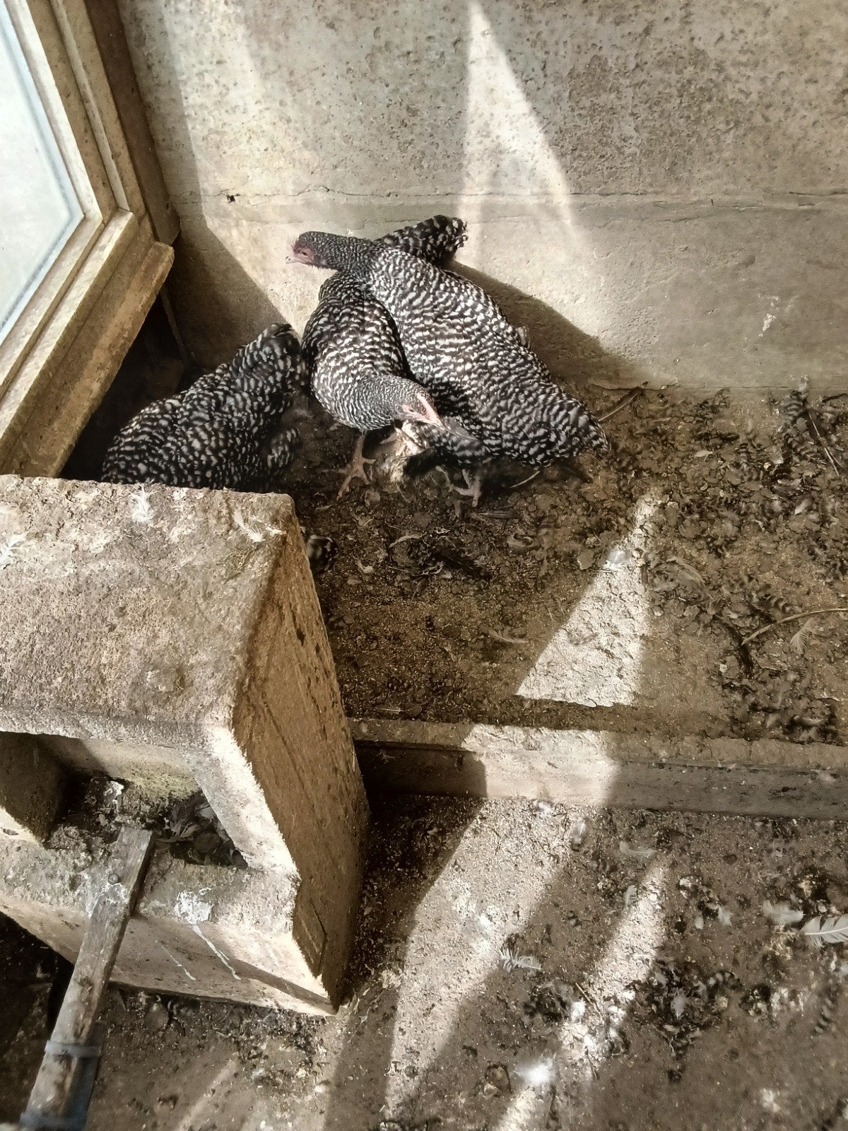 Mechelse koekoek, Dieren en Toebehoren