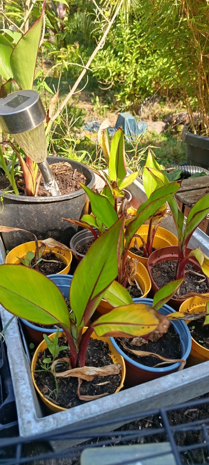 Ensete Montbeliardii bananeboom, Ophalen