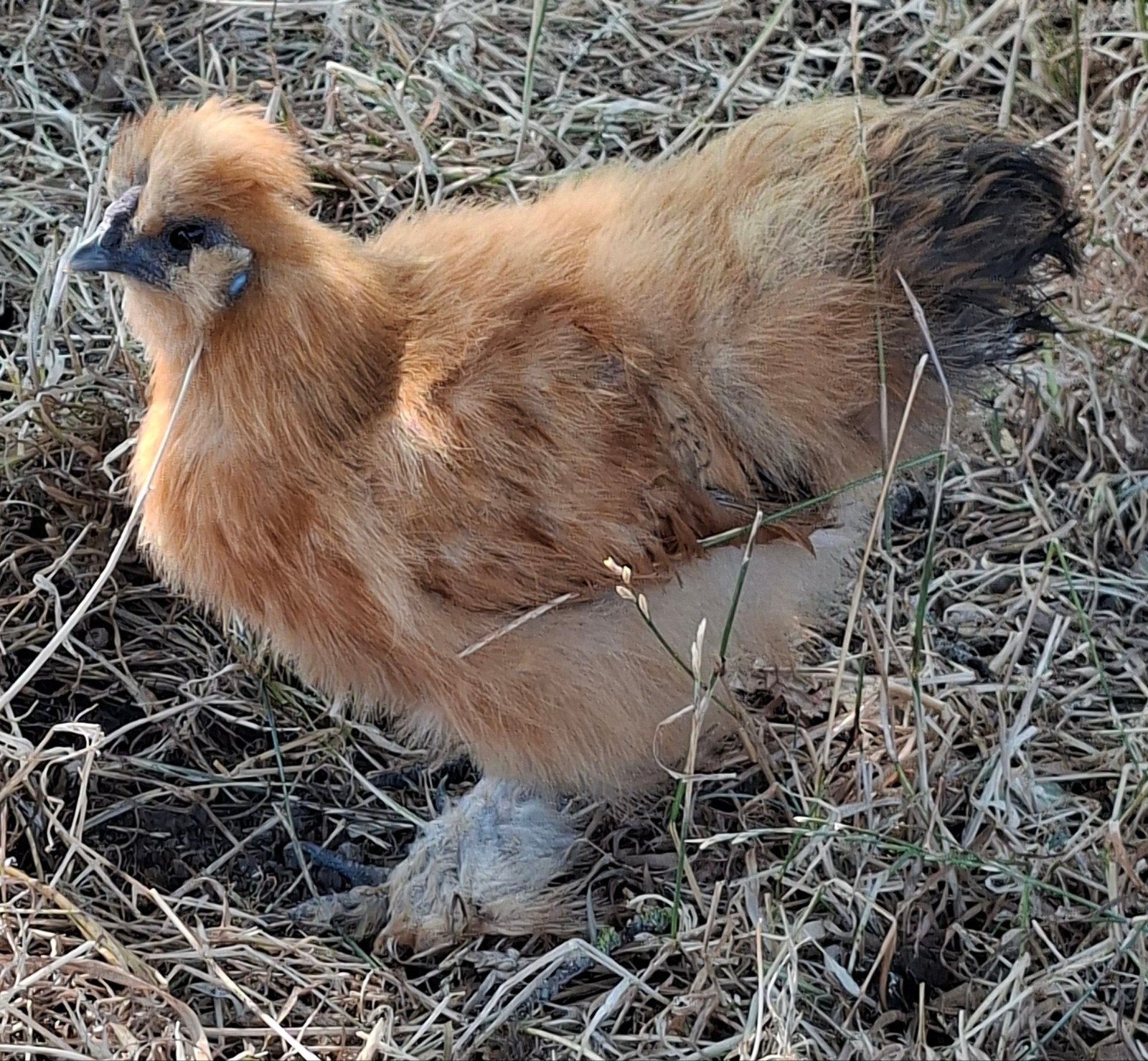 Koppel bruine zijdehoenders, Dieren en Toebehoren, Meerdere dieren, Kip