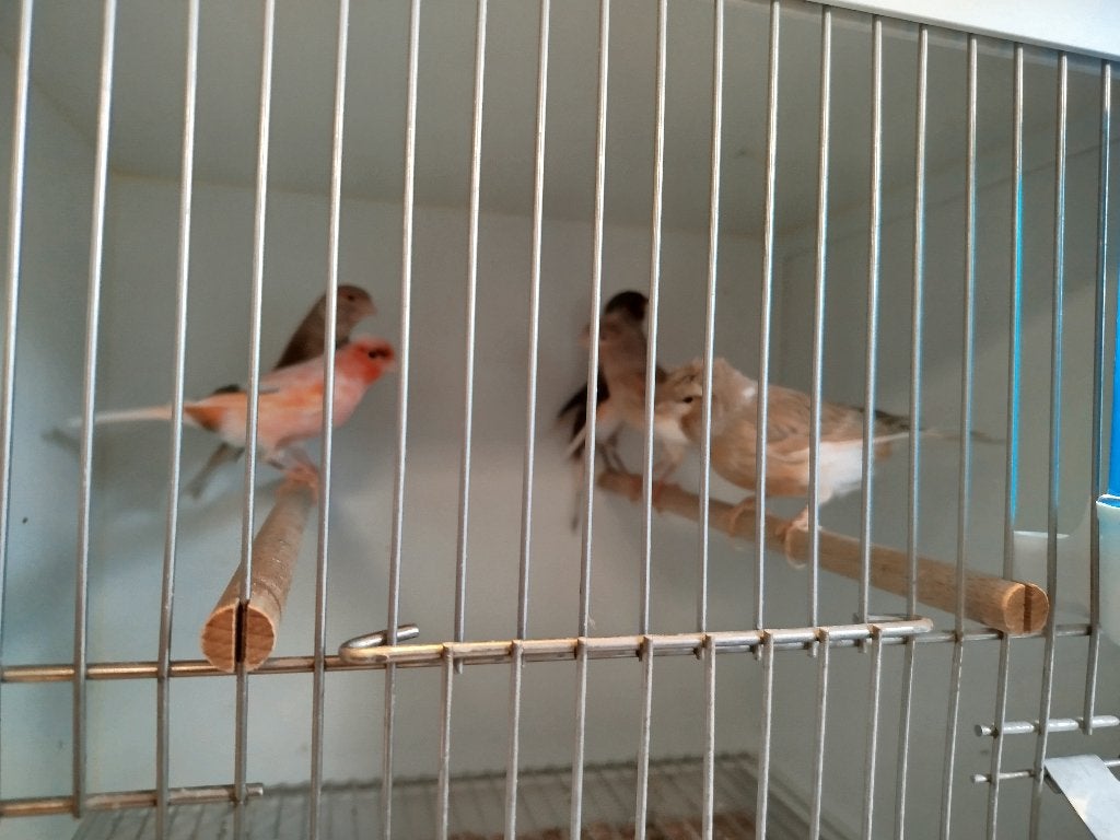 Harlekijn kanaries, Dieren en Toebehoren