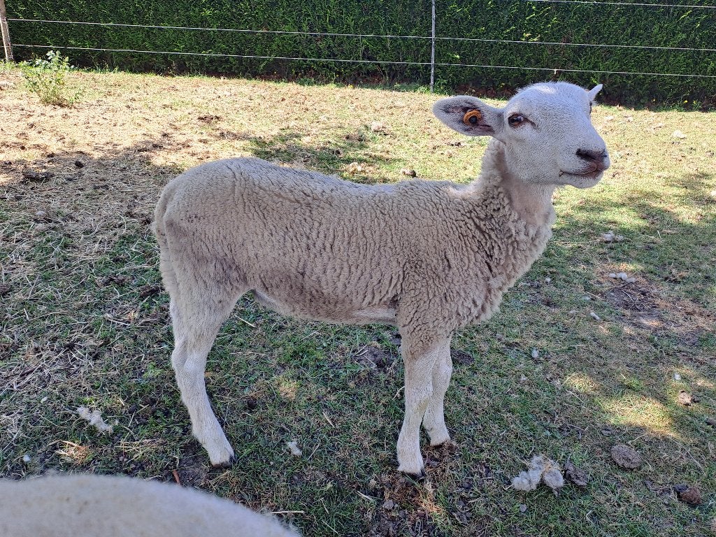 Easy care ram dekram 2026, Mannelijk, Schaap, 0 tot 2 jaar
