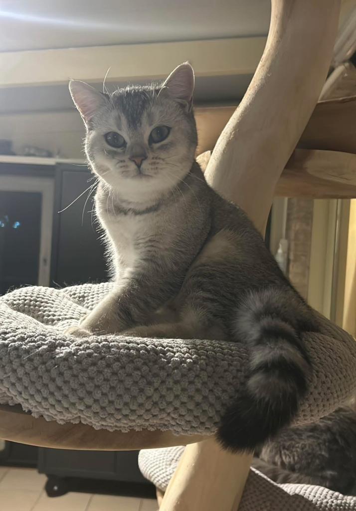 Herplaatsing britse korthaar, Animaux & Accessoires, Chats & Chatons | Chats de race | Poil ras, Chatte ou Chat, Avec pedigree