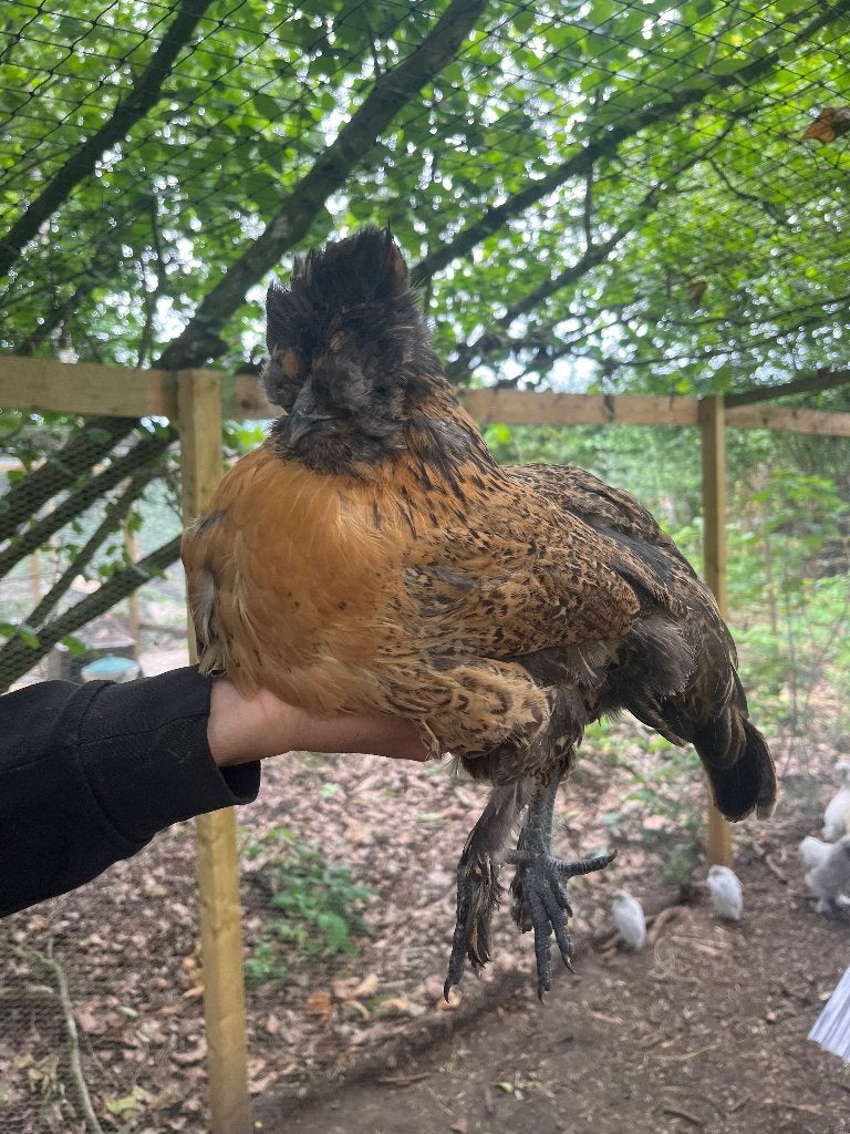 Hennen, Femelle, Poule ou poulet