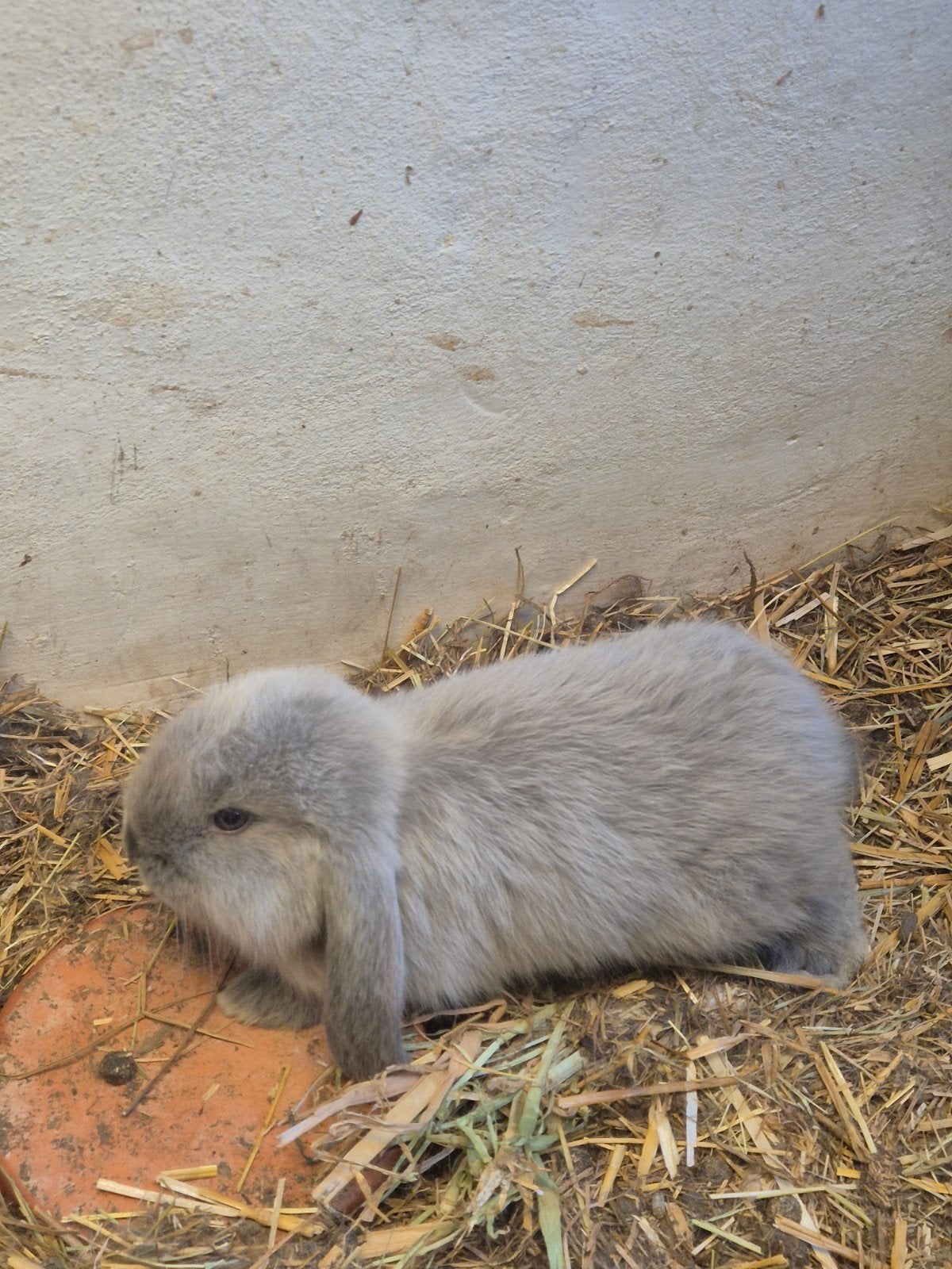 Frans Hangoor Rammelaar, Dieren en Toebehoren, Konijnen, Mannelijk, Groot, Hangoor, 0 tot 2 jaar