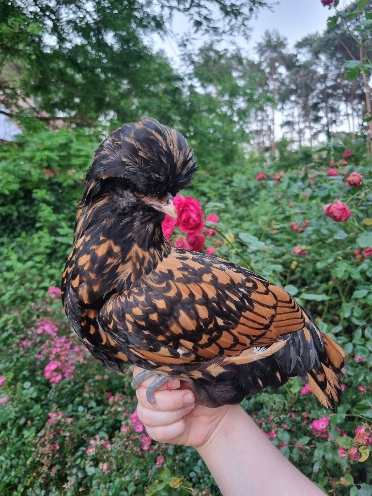 Belle jeune poule Padoue de race pure, Femelle, Poule ou poulet