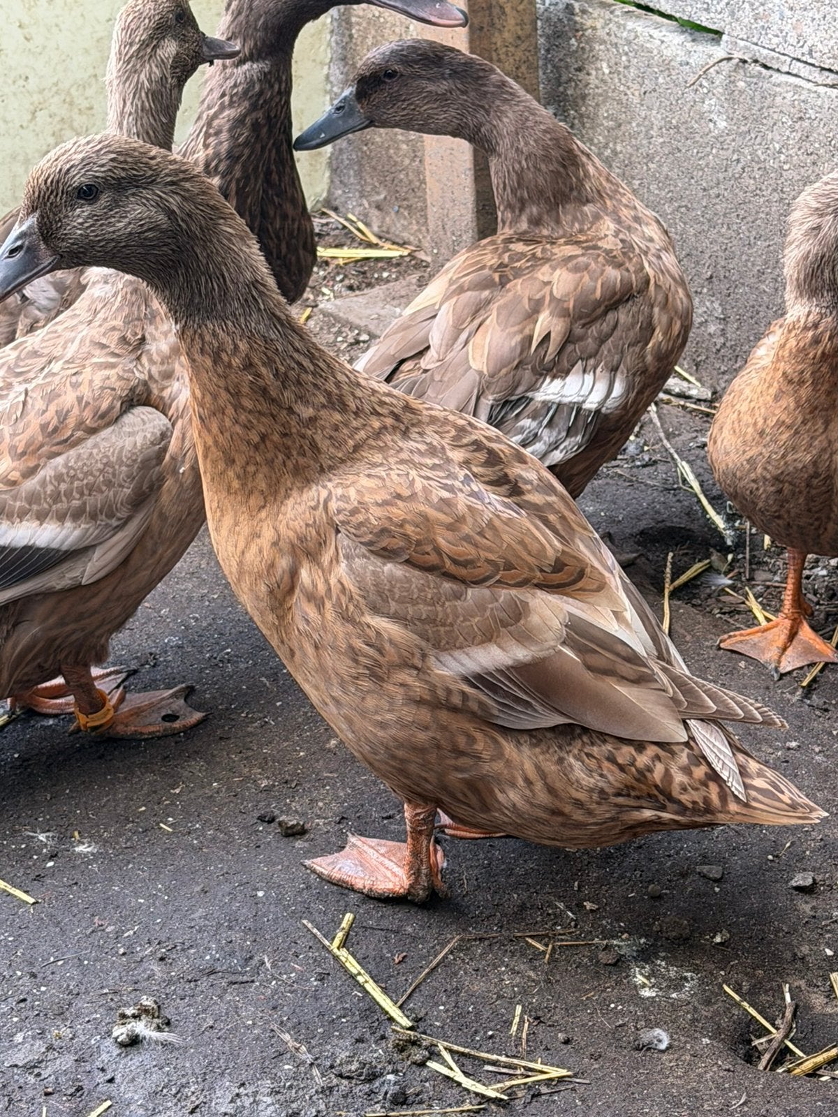 Khaki campbell eenden, Animaux & Accessoires, Femelle, Canard