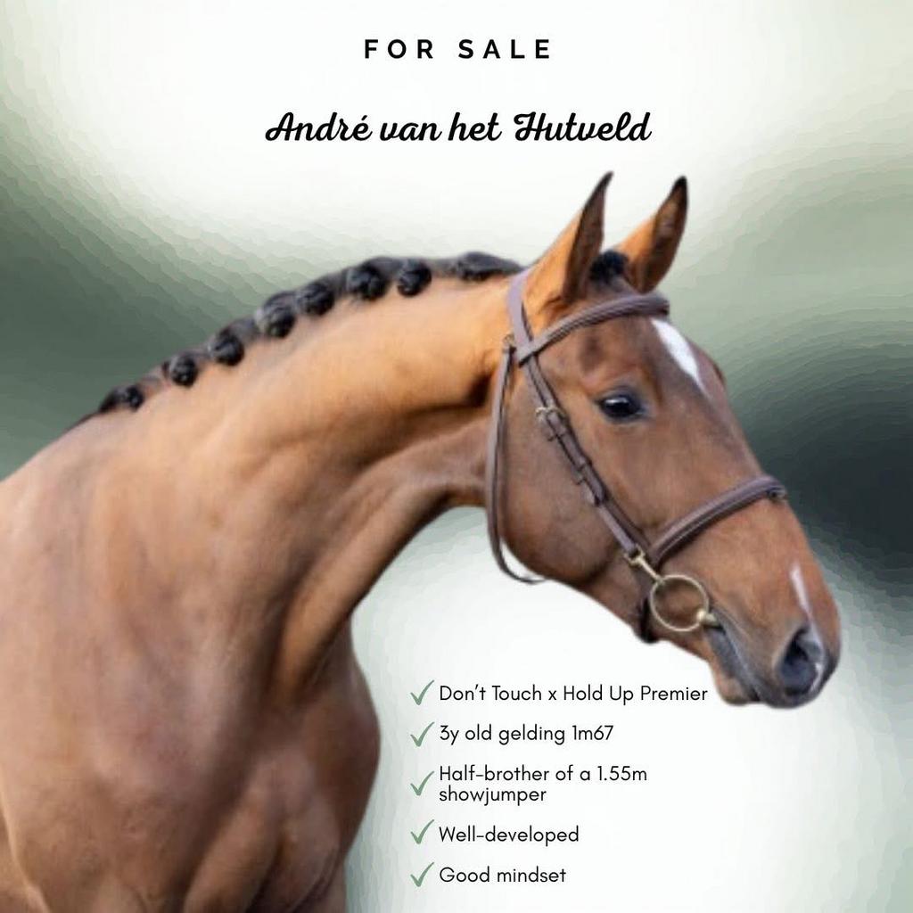 3j springpaard