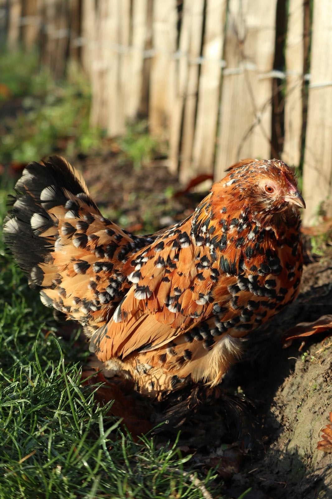 Oeufs fécondés de Barbu d’Uccle mille fleurs à vendre, Animaux & Accessoires, Plusieurs animaux, Poule ou poulet