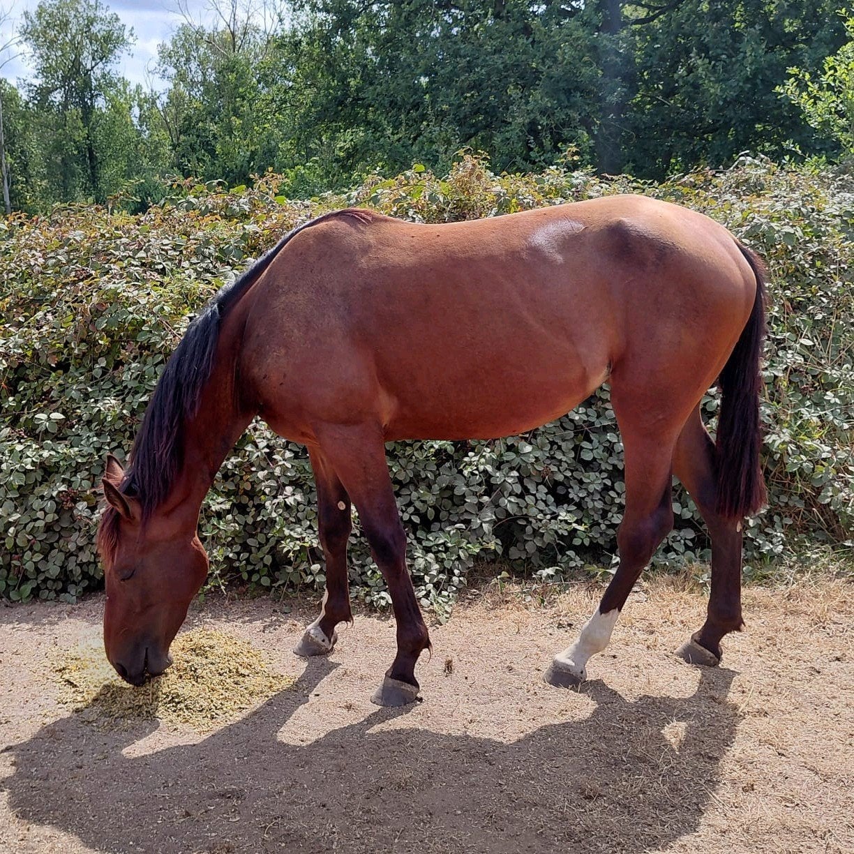 TE KOOP – Jonge fokmerrie / draagmerrie / weidemaatje, Merrie, Springpaard, Met stamboom, Niet van toepassing