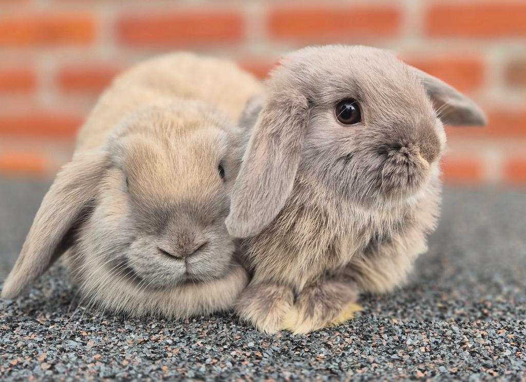 MINILOP x NHD KOPPELTJE, Meerdere dieren, Dwerg, Hangoor, 0 tot 2 jaar