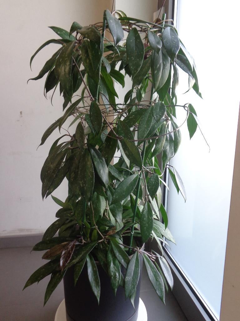 Hoya rundumensis splash - kamerplant, Huis en Inrichting, Kamerplanten, Ophalen