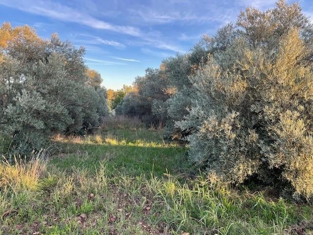 Huile d'olive certifiée Bio -France, Enlèvement ou Envoi
