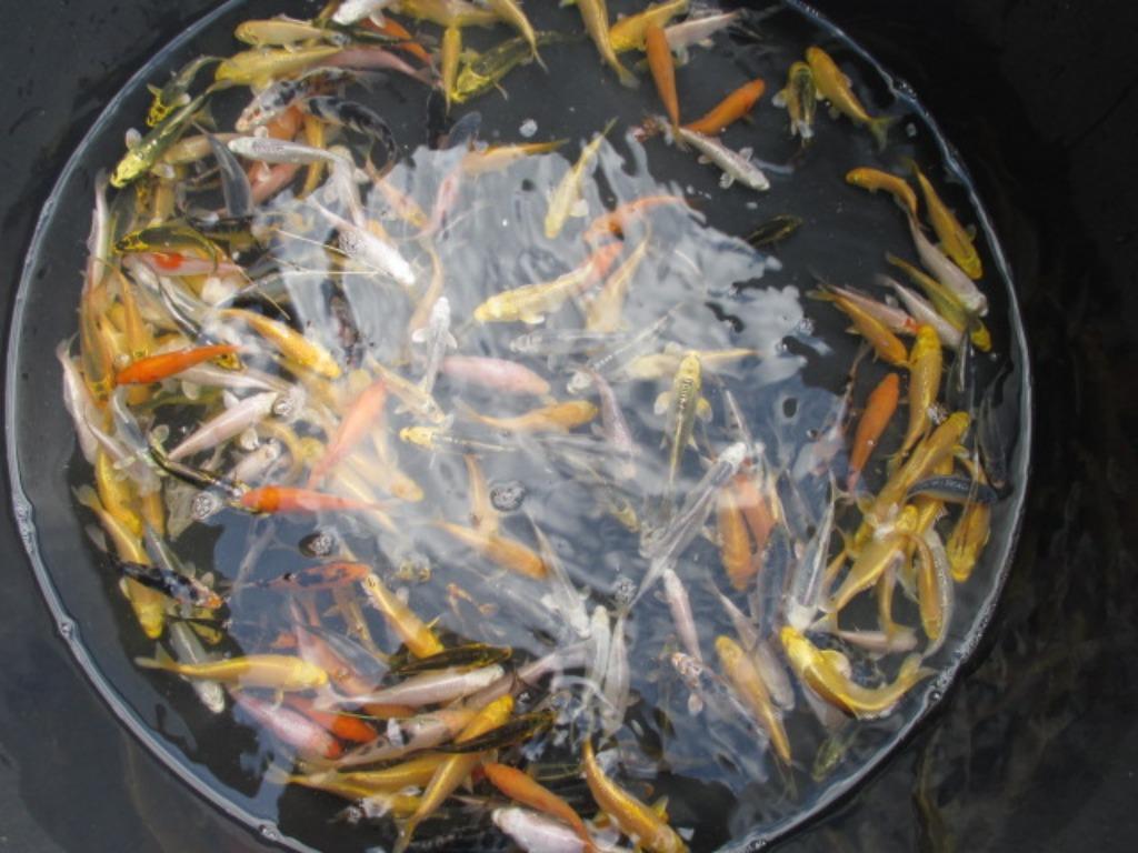 baby koi van 7/10 cm vanaf 2,40 €/stuk., Karper of Koi