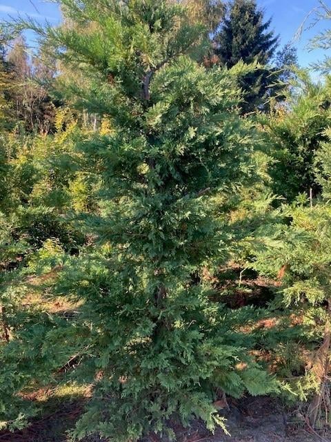 Cupressocyparis Leylandii Conifeer 200/+ met kluit, Tuin en Terras, Planten | Struiken en Hagen, Ophalen, Conifeer, Haag, 100 tot 250 cm