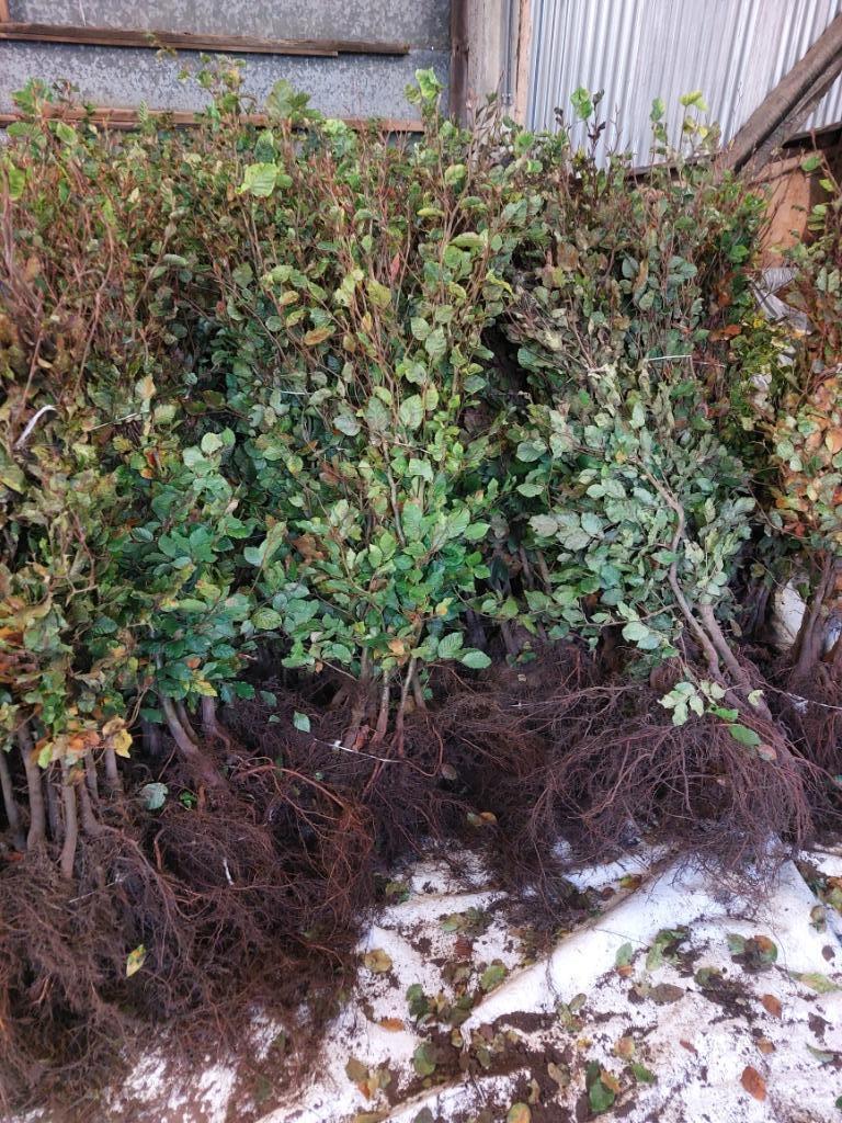 Beuk, haagplanten rood en groen, Tuin en Terras, Ophalen, Beukenhaag, Haag, 100 tot 250 cm