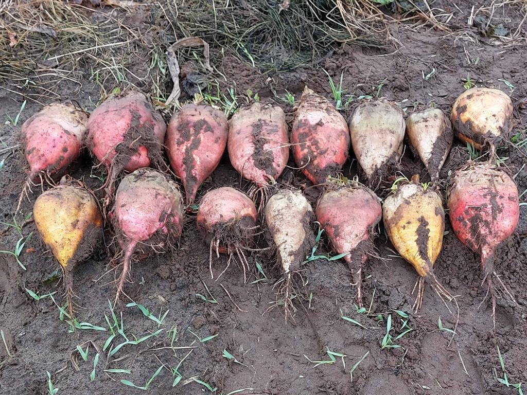 Handgerooide voederbieten - eerlijke prijs, Ophalen, Vee