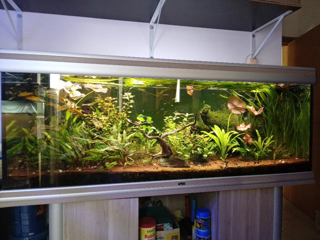 Aquarium 300l + meuble, Enlèvement, Utilisé, Aquarium d'eau douce rempli