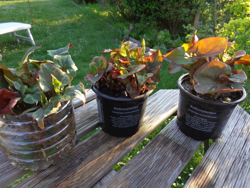 plante  :Houttuynia Cordata - feuillage tricolore ou vert, Jardin & Terrasse, Plantes | Jardin, Enlèvement ou Envoi, Plante fixe