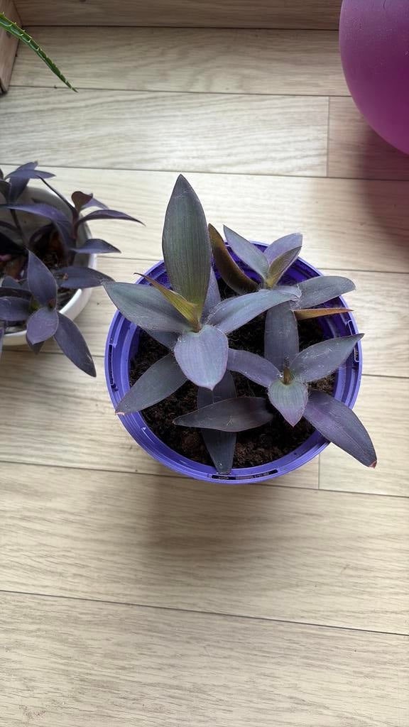Tradescantia Pallida  Reine violette - Cœur violet, Enlèvement ou Envoi