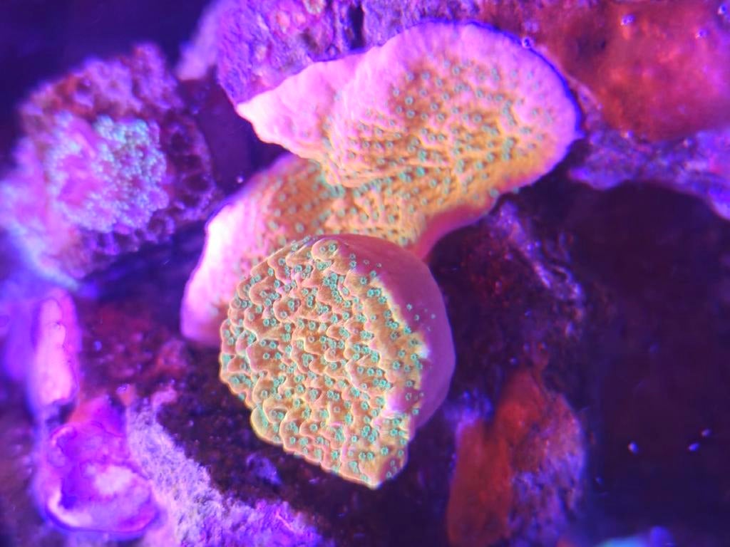 Montiporao, Animaux & Accessoires, Poissons | Poissons d'aquarium, Autres types, Poisson de mer
