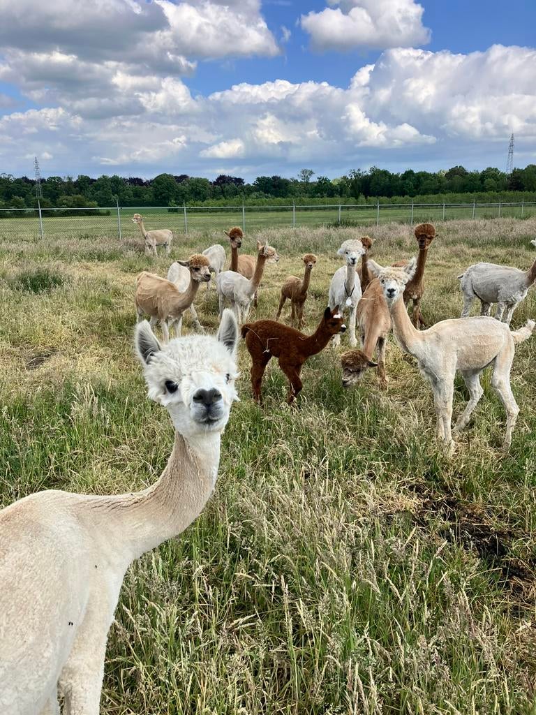 gemengde kudde alpaca’s (merries) en dekhengsten apart, Mei, Meerdere dieren
