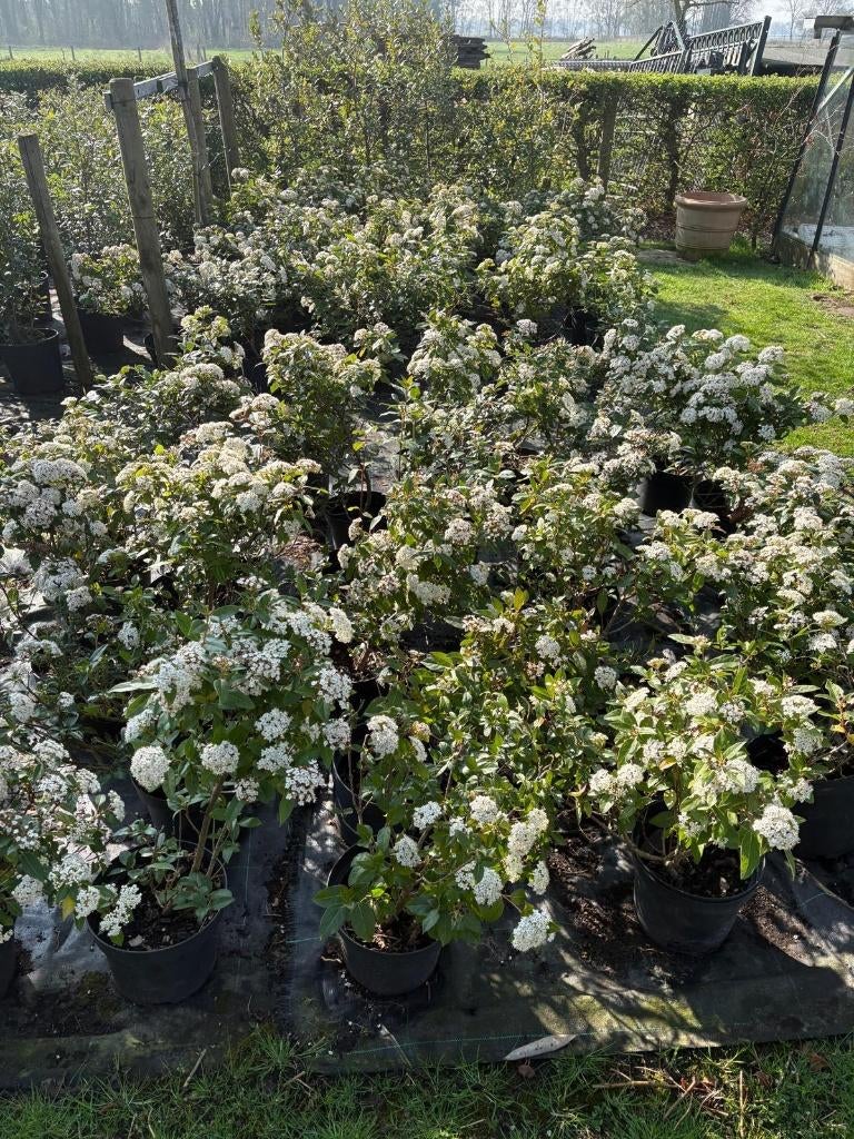 viburnum Tinus / Sneeuwbal, Tuin en Terras, Planten | Struiken en Hagen, Struik, Minder dan 100 cm, Ophalen